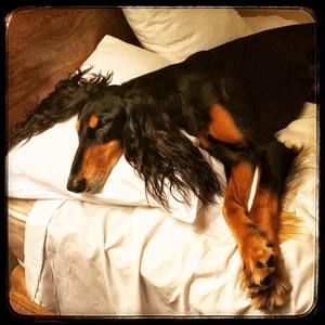 Meet your Posher, Lois